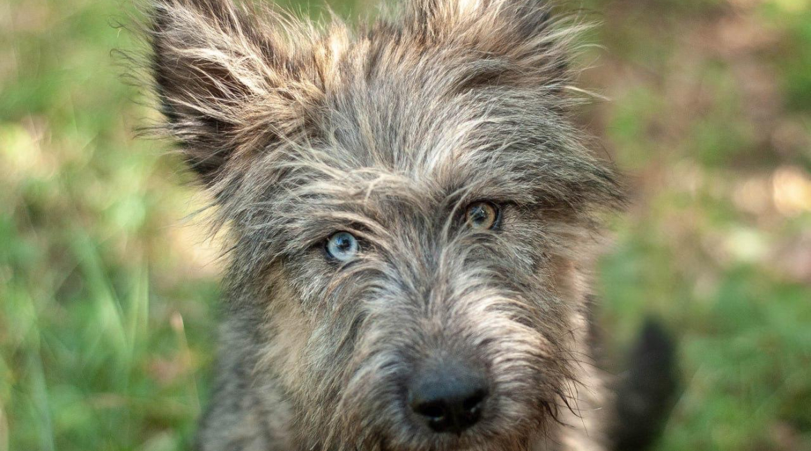 Chiens à adopter